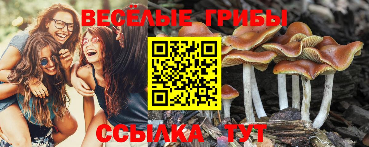 Галлюциногенные грибы GOLDEN TEACHER Топки